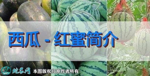 西瓜新品种：红蜜简介
