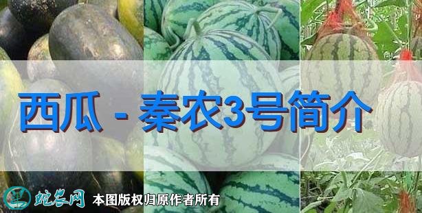 西瓜新品种:秦农3号简介