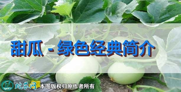 甜瓜新品种:绿色经典简介