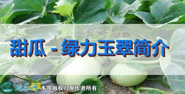 甜瓜新品种:绿力玉翠简介
