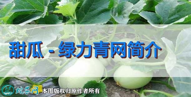 甜瓜新品种：绿力青网简介
