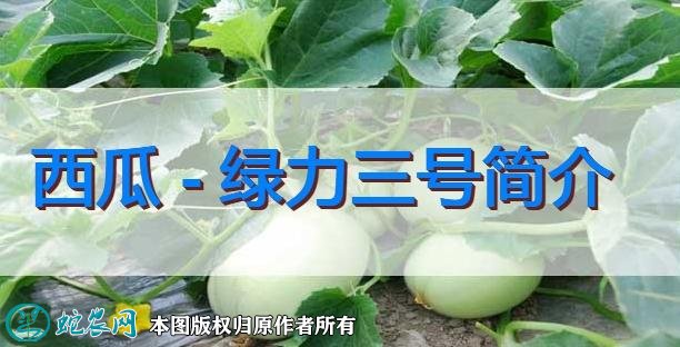 西瓜新品种：绿力三号简介
