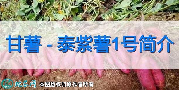 甘薯新品种：泰紫薯1号简介