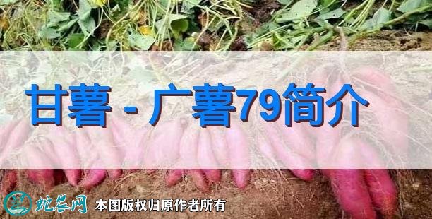 甘薯新品种：广薯79简介