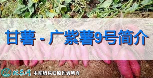 甘薯新品种：广紫薯9号简介