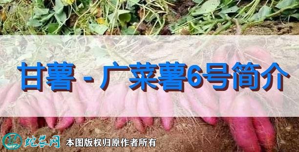 甘薯新品种：广菜薯6号简介