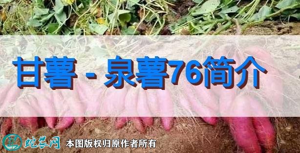 甘薯新品种:泉薯76简介