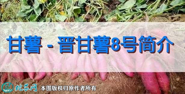 甘薯新品种：晋甘薯8号简介