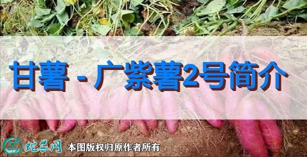 甘薯新品种：广紫薯2号简介