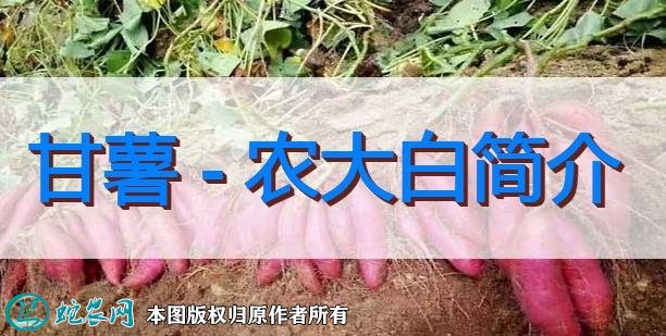 甘薯新品种:农大白简介