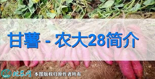 甘薯新品种:农大28简介