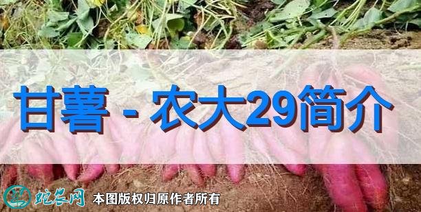 甘薯新品种：农大29简介