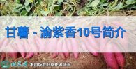 甘薯新品种：渝紫香10号简介