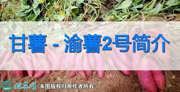 甘薯新品种：渝薯2号简介