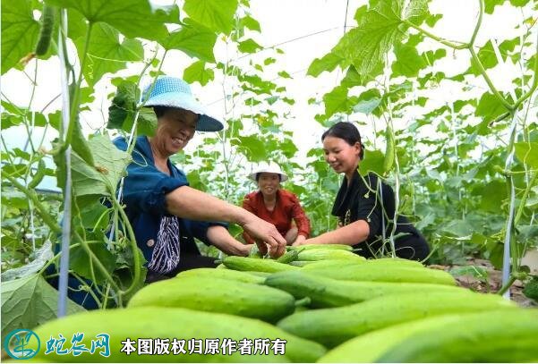 农业示范园图片3