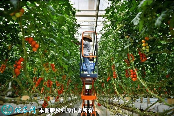 农业示范园图片8