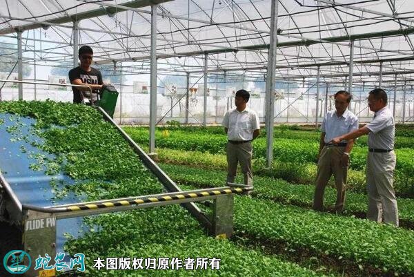 农业示范园图片9
