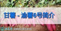 甘薯新品种：渝薯6号简介
