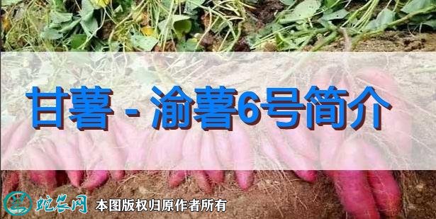 甘薯新品种：渝薯6号简介