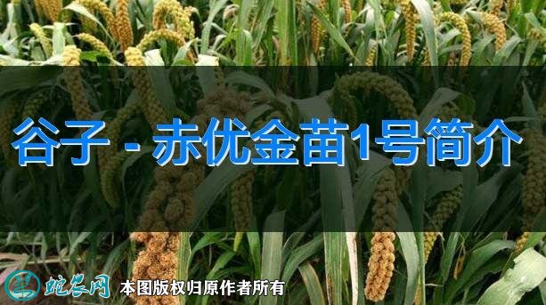 谷子新品种:赤优金苗1号简介