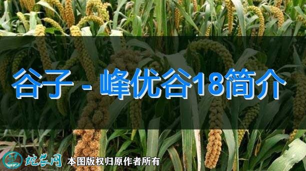 谷子新品种:峰优谷18简介