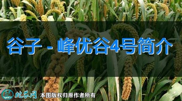 谷子新品种:峰优谷4号简介