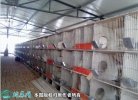 养兔场、怎样设计建造一个养兔的场地？
