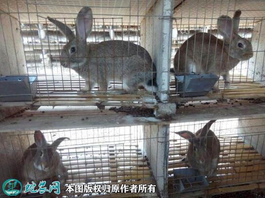 养兔场图片