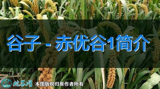 谷子新品种:赤优谷1简介