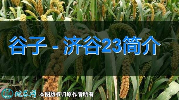 谷子新品种：济谷23简介