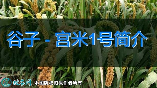 谷子新品种：宫米1号简介