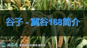 谷子新品种：冀谷168简介