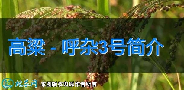 高粱新品种：呼杂3号简介