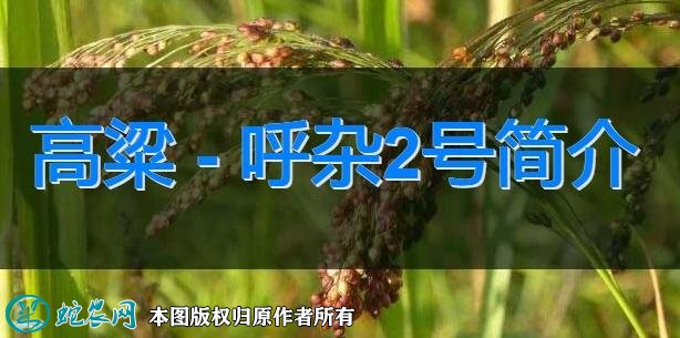 高粱新品种：呼杂2号简介