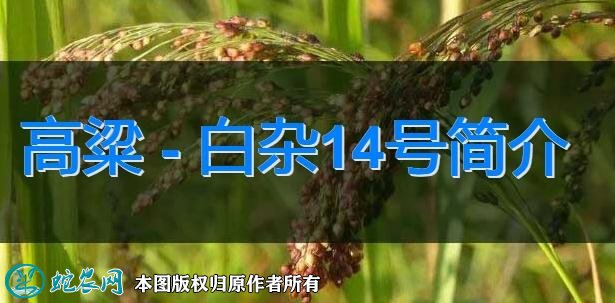 高粱新品种：白杂14号简介