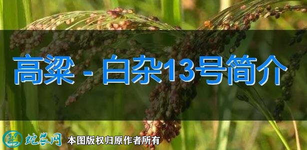 高粱新品种：白杂13号简介