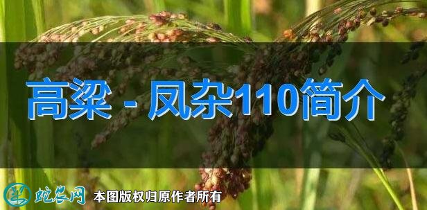 高粱新品种:凤杂110简介