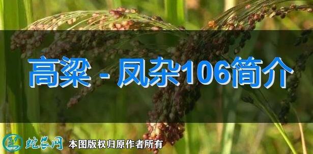 高粱新品种:凤杂106简介