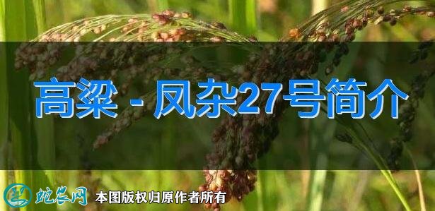 高粱新品种：凤杂27号简介