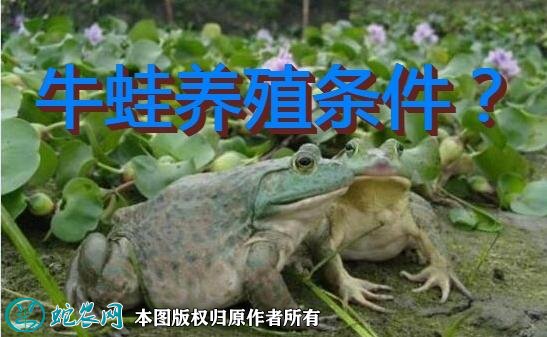 牛蛙养殖条件?