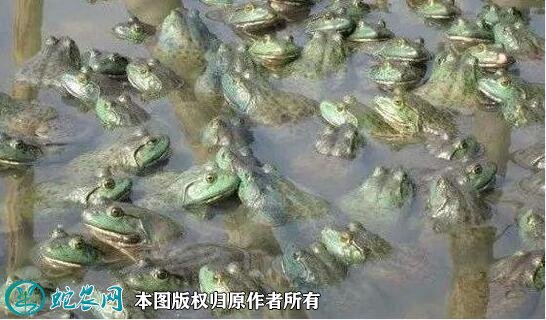 牛蛙养殖条件图2