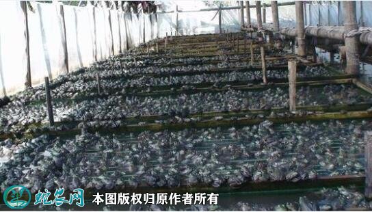 牛蛙养殖条件图3