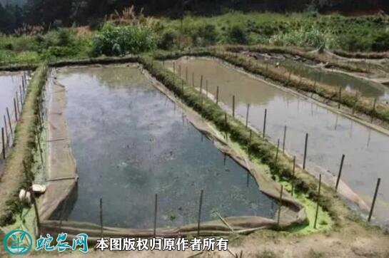 牛蛙养殖条件图4