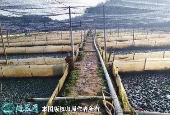 牛蛙养殖条件图5