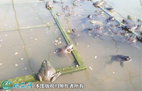 牛蛙养殖条件图6
