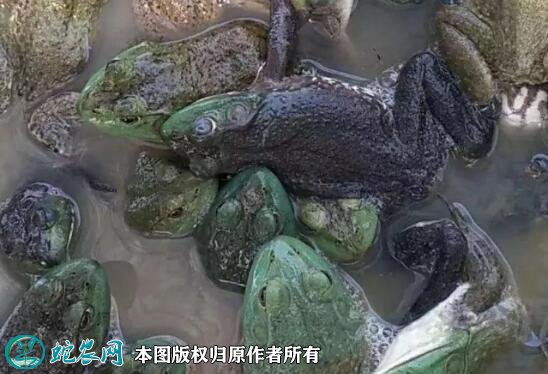 牛蛙养殖条件图7