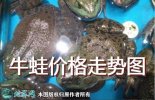 牛蛙价格走势图、2021牛蛙价格行情...