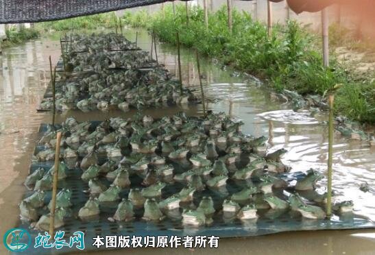 牛蛙价格走势图