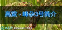 高粱新品种：峰杂3号简介