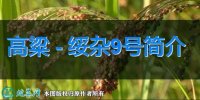 高粱新品种：绥杂9号简介